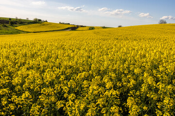Obraz premium Yellow rapeseed field at the sunset.