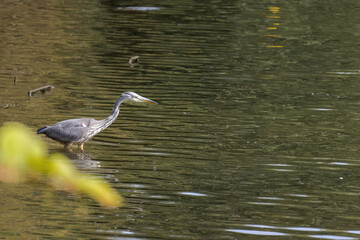 The eastern great egret, a white heron in the genus Ardea, fishing at calm water in lake