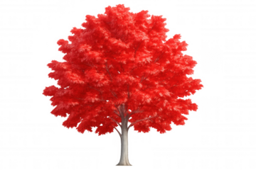 Bright red maple leaf glowing against transparent backdrop, displaying rich autumn coloration