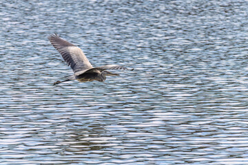 The eastern great egret, a white heron in the genus Ardea, fishing at calm water in lake