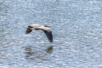 The eastern great egret, a white heron in the genus Ardea, fishing at calm water in lake