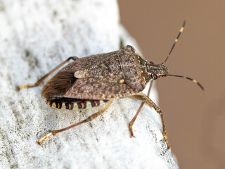 Brown marmored Stinkbug Marmorierte Baumwanze Germany. High quality photo
