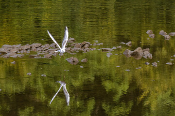 Gull bird in natural habitat.