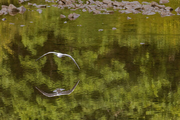 Gull bird in natural habitat.