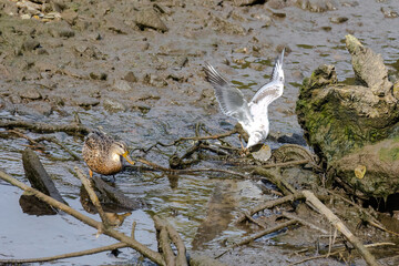 Gull bird in natural habitat.
