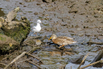 Gull bird in natural habitat.