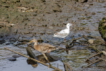 Gull bird in natural habitat.