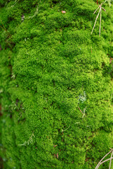 texture, background light green moss