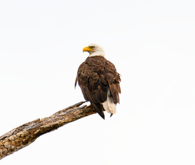 Bald Eagle (Haliaeetus leucocephalus) Portrait in Summer Light
