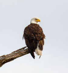 Detailed Close Up of Bald Eagle (Haliaeetus leucocephalus) Perched in Nature