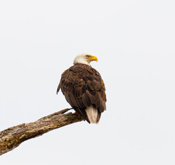 Bald Eagle (Haliaeetus leucocephalus) perched on dead tree scanning the area