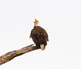 Bald Eagle (Haliaeetus leucocephalus) with head in sky with mouth open