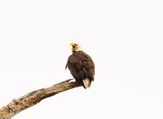 Bald Eagle (Haliaeetus leucocephalus) with mouth open perched on a branch