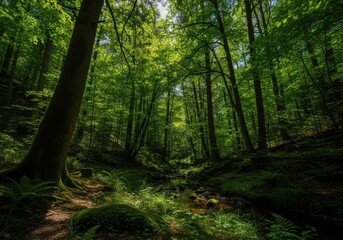 Obraz premium Lush green forest with sunbeams shining through the trees and a small stream flowing through the undergrowth
