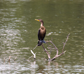 Double-crested cormorant (Phalacrocorax auritus) perched on a branch above water