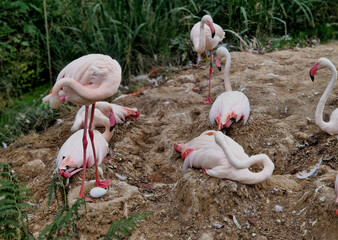 Flamingos nest in large colonies on salt or fresh lakes and marshes, where they build hummock nests...
