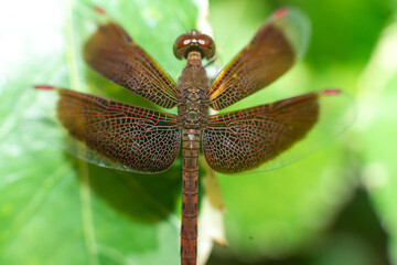Dragonflies from above