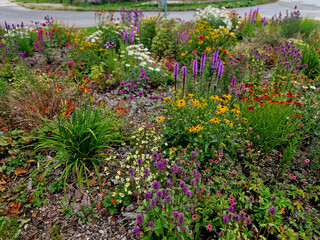 perennial flower bed with a predominance of purple in the garden and parks with bulbs