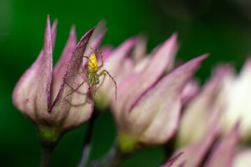 spiders delivered by pink and yellow interest