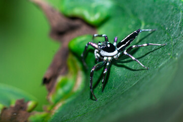 Black and white spider on the leaf