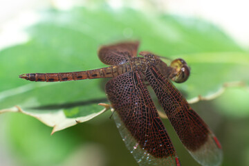 The Red Dragonfly Back Structure is seen closely