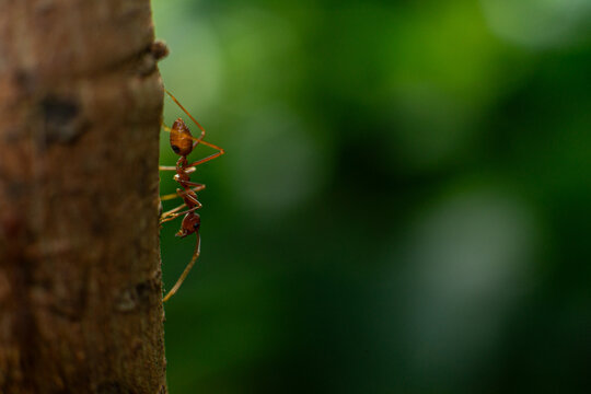 red ant silhouette