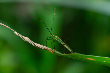 Leptocorisa atau walang sangit