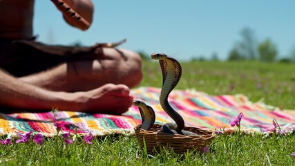 Captivating Cobra Dance: A Mystical Encounter with Nature's Enchanting Serpentine Charm