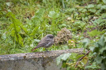 Ein Vogel Hausrotschwanz – Phoenicurus ochruros – im Garten, Deutschland