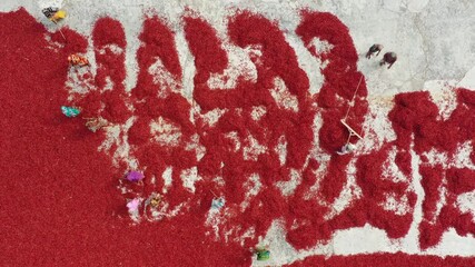 Bogura, Bangladesh - 21 August 2025: Aerial view of vibrant red chilies spread across a concrete surface, with workers tending to the drying process.