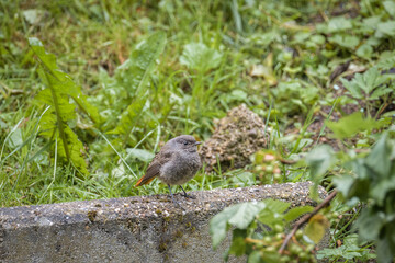 Ein Vogel Hausrotschwanz – Phoenicurus ochruros – im Garten, Deutschland