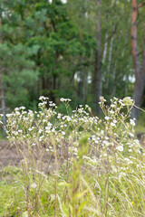 white forest flowers on a background of trees