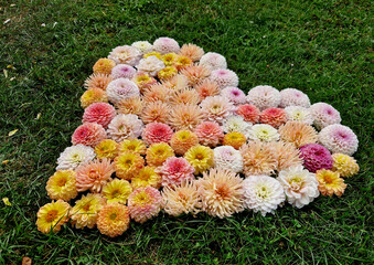 people like to be given dahlia flover in summer. flower heart for your wife or lover. the folded...