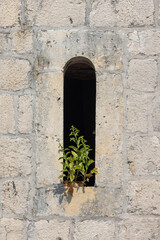 A small green plant emerging from a narrow window in a textured stone wall