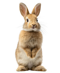 easter rabbit or bunny sitting isolated on white or transparent png