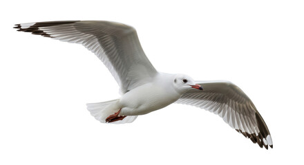 Isolated Seagull Flying in the Sky