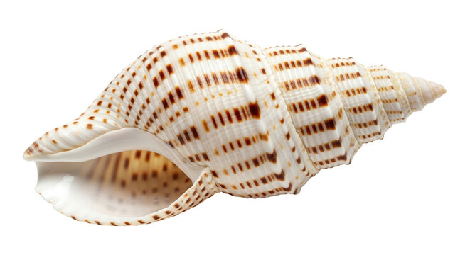 Isolated Seashell