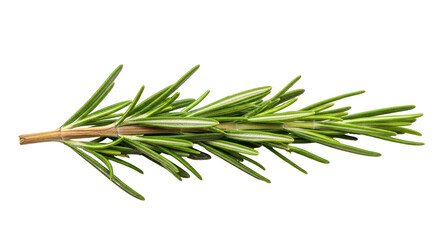 Fototapeta premium Isolated Rosemary Sprig