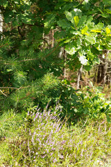 A Christmas tree and lavender grew under the oak tree