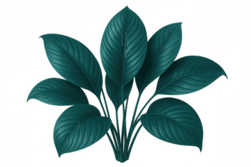 Elegant teal peace lily leaves clustered, creating serene tropical ambiance with clean transparent backdrop, ideal for minimalist design compositions