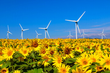 布引風の高原・ひまわり（福島県・郡山市）