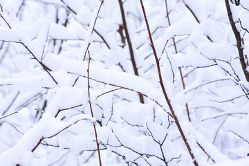 Snow Covered Tree Branches Close-up. Winter Nature Background