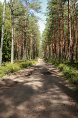 road through a large dense forest