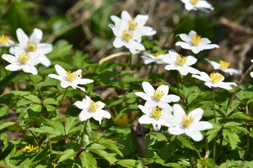 Wood anemone, Anemonoides nemorosa. Spring Flowers Bloom, closeup. 