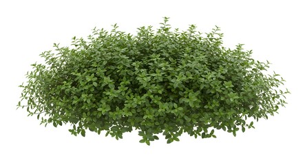 Obraz premium Dense green herb plant isolated