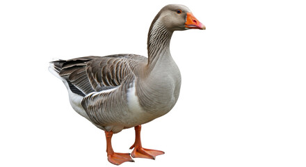 Isolated Goose