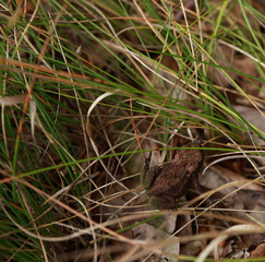 frog in the grass hid among the grass and leaves in the forest
