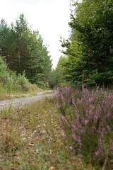 path in the woods A large amount of wild lavender grows along the forest road