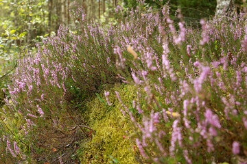 A large amount of wild lavender grows along the forest road