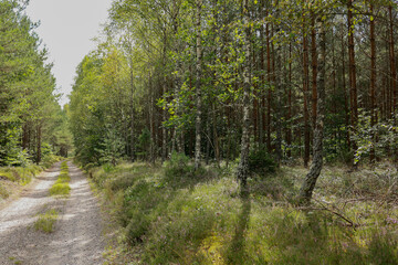 Fototapeta premium beautiful forest landscape at the end of summer, deciduous trees and pines with fir trees harmoniously combine in beautiful meadows